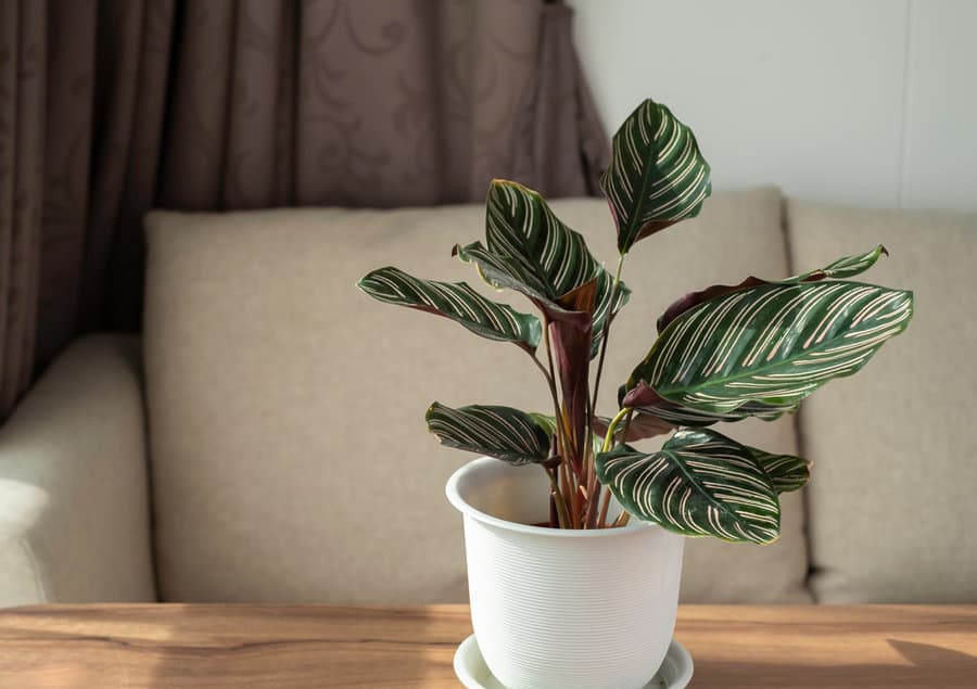 Calathea