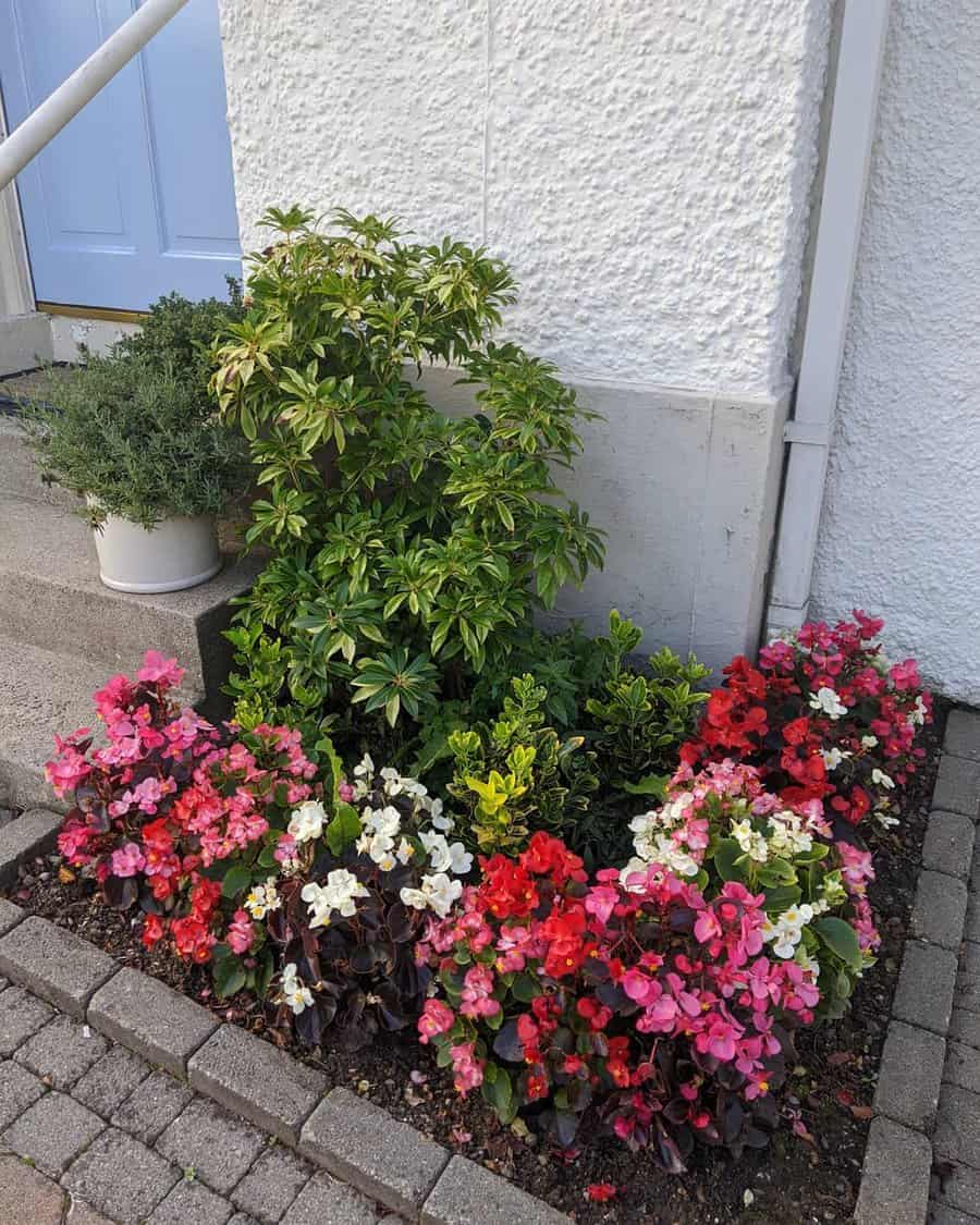 Impatiens flower bed