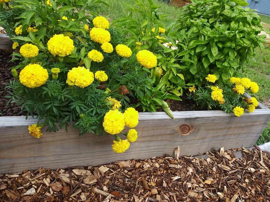Yellow marigold flower bed