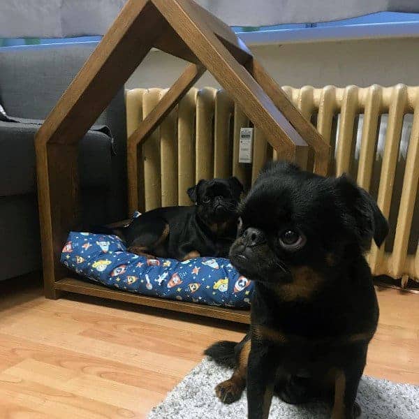 Minimalist indoor open dog house